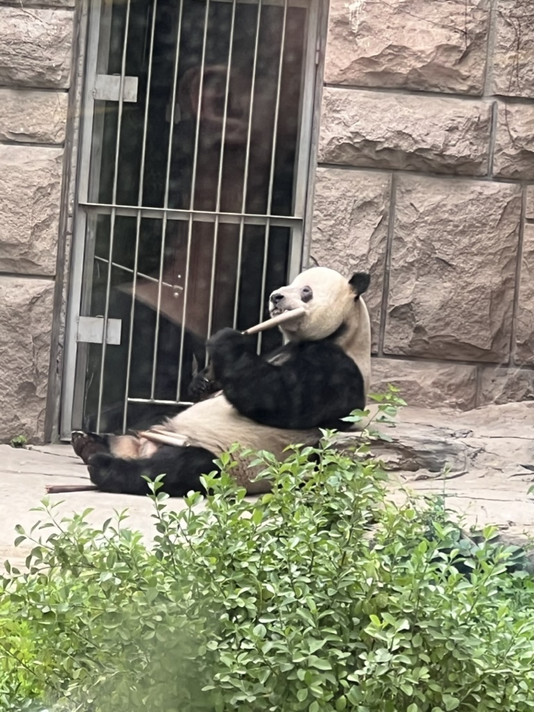 北京动物园看国宝